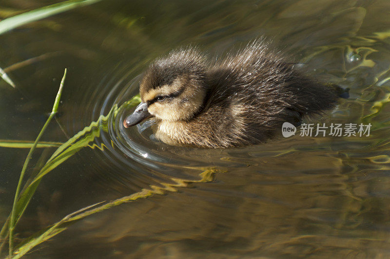 Stockente (Anas platyrhynchos) 小鸡